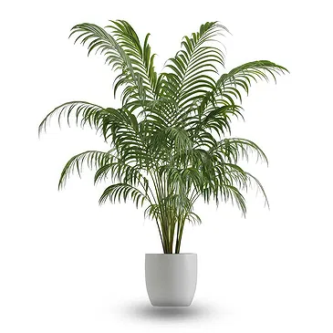 Riversdale flowers  -  Kentia plant Flower Bouquet/Arrangement