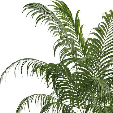 Riversdale flowers  -  Kentia plant Flower Bouquet/Arrangement