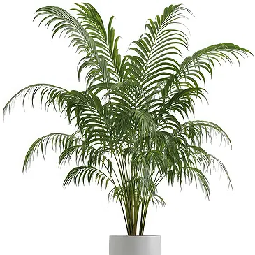 Riversdale flowers  -  Kentia plant Flower Bouquet/Arrangement