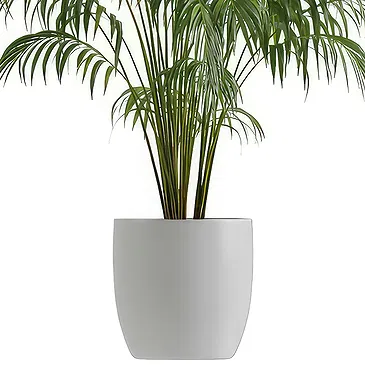 Riversdale flowers  -  Kentia plant Flower Bouquet/Arrangement