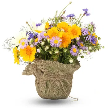 Thailand flowers  -  Composition of daisies plants Flower Delivery