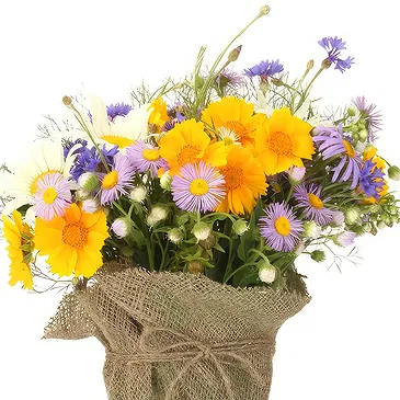 Queensborough / Tunbridge flowers  -  Composition of daisies plants Flower Bouquet/Arrangement