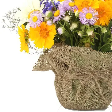 Queensborough / Tunbridge flowers  -  Composition of daisies plants Flower Bouquet/Arrangement