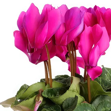 Birmingham flowers  -  Cyclamen plant Flower Bouquet/Arrangement