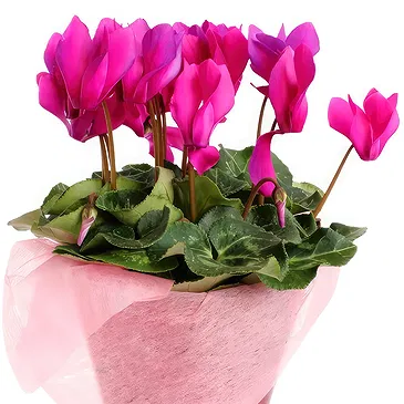 Birmingham flowers  -  Cyclamen plant Flower Bouquet/Arrangement