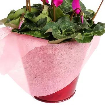 Birmingham flowers  -  Cyclamen plant Flower Bouquet/Arrangement