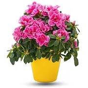 Tutte le altre città Fiorista online - Fiore rosa Mazzo