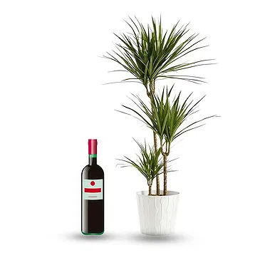 flores de Cagayan de Oro- Planta verde com garrafa de vinho tinto Bouquet/arranjo de flor