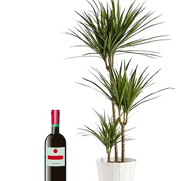 flores de Cagayan de Oro- Planta verde com garrafa de vinho tinto Bouquet/arranjo de flor