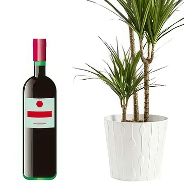 flores de Cagayan de Oro- Planta verde com garrafa de vinho tinto Bouquet/arranjo de flor