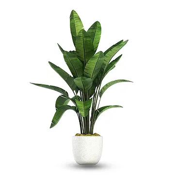 Riversdale flowers  -  Elegant potted green plant Flower Bouquet/Arrangement
