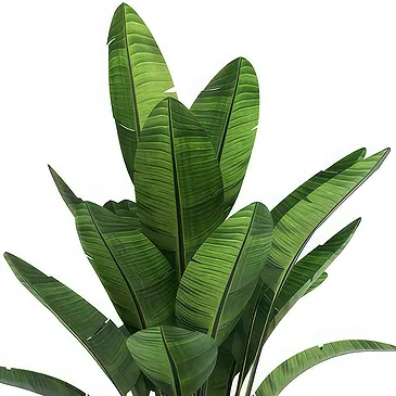 Riversdale flowers  -  Elegant potted green plant Flower Bouquet/Arrangement