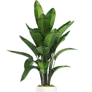 Riversdale flowers  -  Elegant potted green plant Flower Bouquet/Arrangement