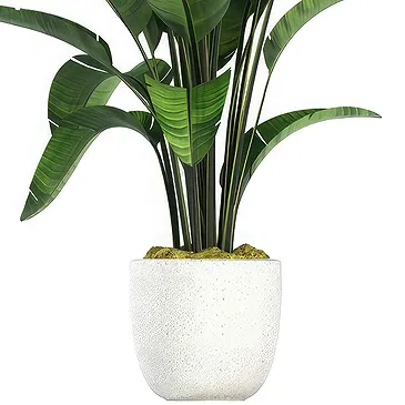 Riversdale flowers  -  Elegant potted green plant Flower Bouquet/Arrangement