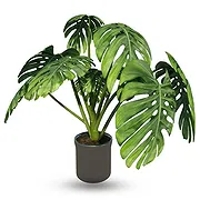 Al Shamkha online Florist - Monstera Bouquet