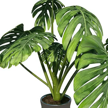 Birmingham flowers  -  Monstera Flower Bouquet/Arrangement