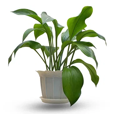 Birmingham flowers  -  Indoor green plant Flower Bouquet/Arrangement