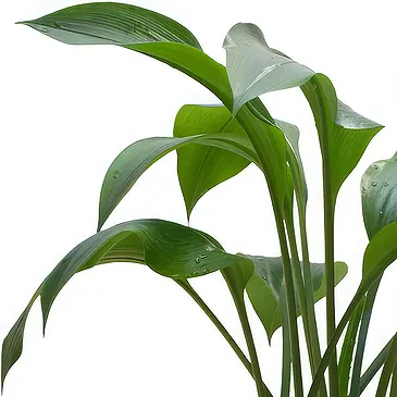 Birmingham flowers  -  Indoor green plant Flower Bouquet/Arrangement