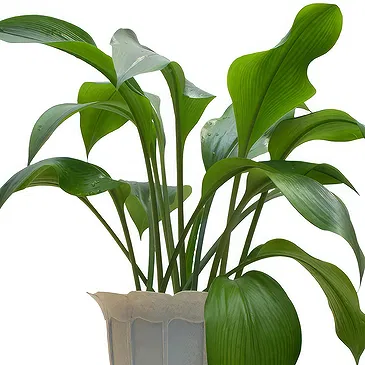 Birmingham flowers  -  Indoor green plant Flower Bouquet/Arrangement