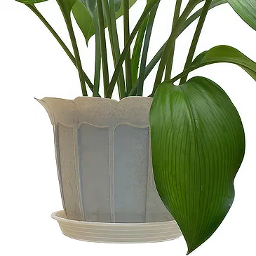 Birmingham flowers  -  Indoor green plant Flower Bouquet/Arrangement