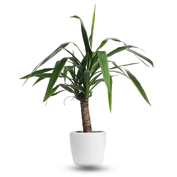 Holland flowers  -  Dracaena Flower Bouquet/Arrangement
