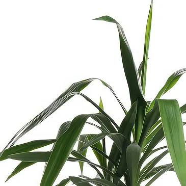 Holland flowers  -  Dracaena Flower Bouquet/Arrangement