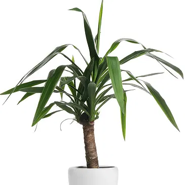 Holland flowers  -  Dracaena Flower Bouquet/Arrangement