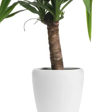Holland flowers  -  Dracaena Flower Bouquet/Arrangement