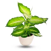 Al Shamkha online Florist - Dieffenbachia Bouquet