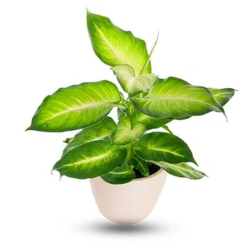 Thailand flowers  -  Dieffenbachia Flower Delivery