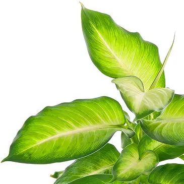 Adelia Maria-virágok- Dieffenbachia Virágkötészeti csokor