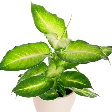 Adelia Maria-virágok- Dieffenbachia Virágkötészeti csokor