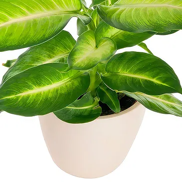 Adelia Maria-virágok- Dieffenbachia Virágkötészeti csokor