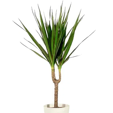 Birmingham flowers  -  Green plant Flower Bouquet/Arrangement