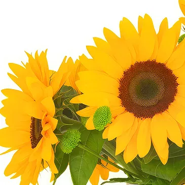 Oman flowers  -  Sunflowers in Vase Flower Bouquet/Arrangement