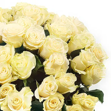 Oman flowers  -  Bouquet of 50 White Roses Flower Bouquet/Arrangement
