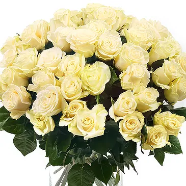 Oman flowers  -  Bouquet of 50 White Roses Flower Bouquet/Arrangement