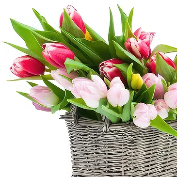 Maggotty flowers  -  Basket of mix tulips with red wine Flower Bouquet/Arrangement