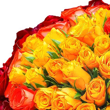 Oman flowers  -  100 mix red orange and yellow roses Flower Bouquet/Arrangement