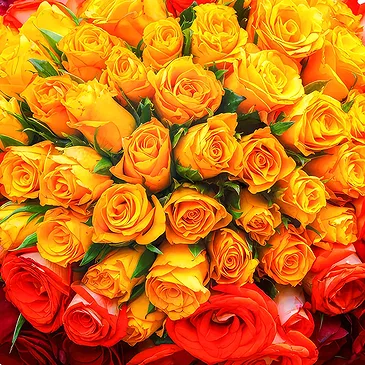 Oman flowers  -  100 mix red orange and yellow roses Flower Bouquet/Arrangement