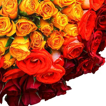 Oman flowers  -  100 mix red orange and yellow roses Flower Bouquet/Arrangement