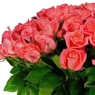 Oman flowers  -  Bouquet of 100 pink roses Flower Bouquet/Arrangement