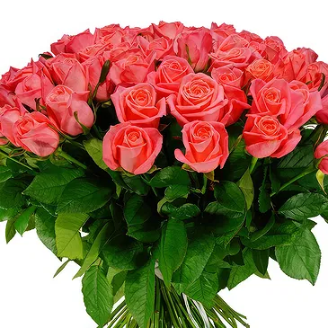 Oman flowers  -  Bouquet of 100 pink roses Flower Bouquet/Arrangement
