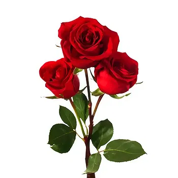 United Kingdom flowers  -  3 Red Roses Flower Delivery