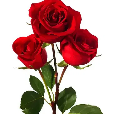 Birmingham flowers  -  3 Red Roses Flower Bouquet/Arrangement