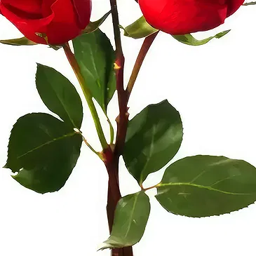 Birmingham flowers  -  3 Red Roses Flower Bouquet/Arrangement