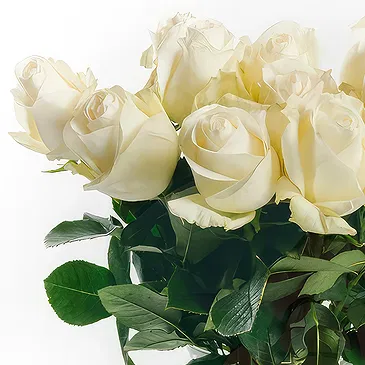 Mattersburg flowers  -  9 White Roses Flower Bouquet/Arrangement