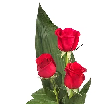 flores Potrero Sucio floristeria -  3 rosas rojas + osito de peluche Ramo de flores/arreglo floral