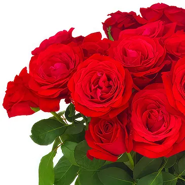 Oman flowers  -  15 Red Roses Flower Bouquet/Arrangement