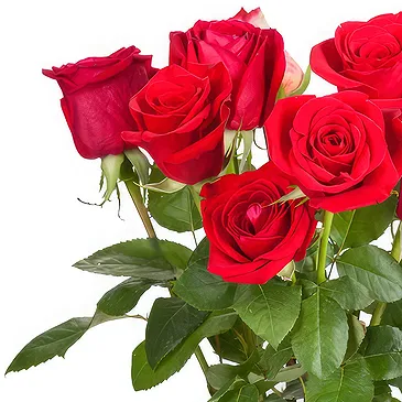 Oman flowers  -  9 Red Roses Flower Bouquet/Arrangement